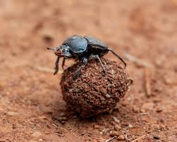 Pest control efforts can reduce or eliminate both pesty pests and harmful pests, but it is the second group that is of most concern. As Insect Populations Decline Scientists Are Trying To Understand Why Scientific American