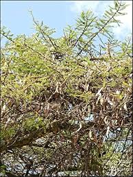 Image result for Acacia schweinfurthii