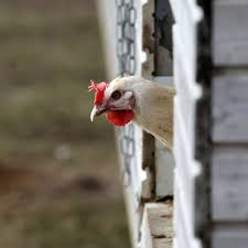 Die vogelgrippe bringt ein bewährtes system durcheinander: Vogelgrippe In Bayern Neue Massnahmen Fur Geflugelhalter Nurnberg