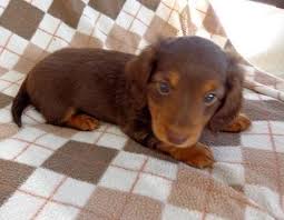 Earn points & unlock badgeslearning, sharing & helping adopt. Dachshund Puppies Pets And Animals For Sale Indiana