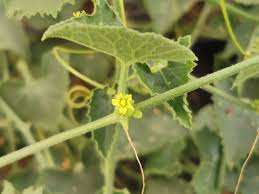 Image result for Corallocarpus bainesii