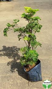 Image result for Polyscias fruticosa