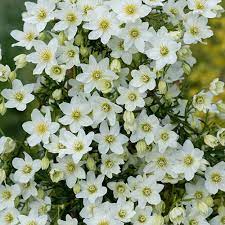 Clematis 'joe' is also known as cartmanii 'joe'. Evergreen Clematis Cartmanii Joe Yougarden