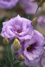Lisianthus Pretty Flowers Purple Flowers Beautiful Flowers