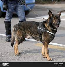 They are eager to please and easy to train, which is why they are often utilized as police dogs, service dogs, agility dogs, conformation animals, obedience dogs and sentinels. German Shepherd Police Image Photo Free Trial Bigstock