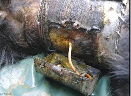 l'extraction "sans tube" de bile d'ours - L'atelier - Actualités ...