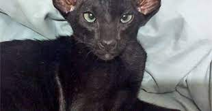 Fbrl Cat Breeders Oriental Shorthair Breeders In 2021 Oriental Shorthair Cats Oriental Shorthair Oriental Shorthair Cats For Sale