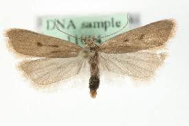 Image result for Acompsia subpunctella