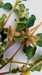 Image result for Glinus