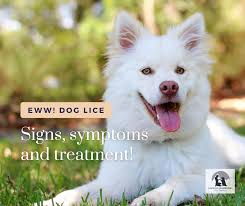 Image result for what do lice look like in dog fur