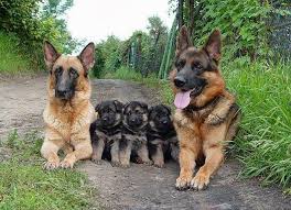 Adana Kopek Uretim Ciftligi Dog Breeding Farm Public Group Facebook