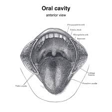 Image result for tonsilla palatina