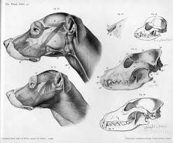 502 Bad Gateway Error Server Session Ended Dog Anatomy Animal Anatomy Dog Skull