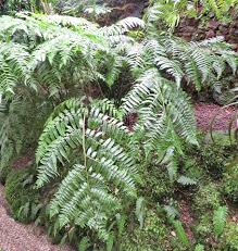 Image result for Diplazium nemorale