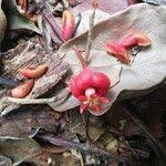 Image result for Symphonia globulifera