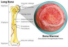 The structure of a long bone allows for the best visualization of all of the parts of a bone. Pin On Human Anatomy Physiology