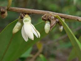 Image result for Dielsiothamnus divaricatus