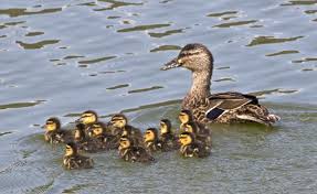 mallard new zealand birds online