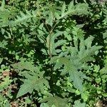 Image result for Solanum richardii
