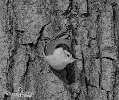 Black Bird With Blue Neck Michigan White Breasted Nuthatch 1 Michigan Black And White Colour Photograph Image