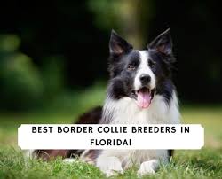 We have 1 female and 4 male puppies available. 6 Best Border Collie Breeders In Florida 2021 We Love Doodles