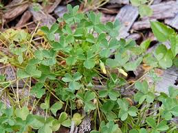 Image result for Oxalis corniculata