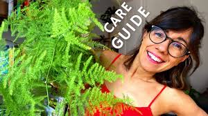 Just got an asparagus fern? WATCH THIS!