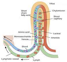 Pin On Histology
