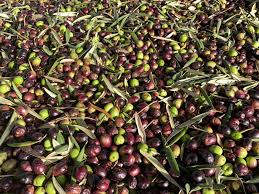 Best Brand Extra Virgin Olive Oil In India Extra Virgin Olive Oil Best Brand In 2020 Spanish Olive Oil Types Of Olives Extra Virgin Olive Oil