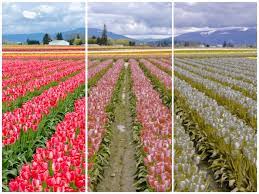 Early diagnosis is crucial in preventing possible learning difficulties at school. What Famous Us Landmarks Look Like If You Re Colorblind