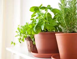 Growing indoors allows you to grow discreetly behind a locked door. Grow Vegetables Indoors Easy Beginner S Guide