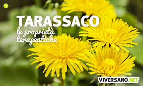 Maybe you would like to learn more about one of these? Tarassaco Dente Di Leone Proprieta Usi In Erboristeria E Controindicazioni