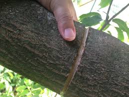 Pemupukan bisa berupa kocor atau dipendam dalam pasut. Kalau Ada Pokok Degil Tak Mahu Berbuah Cuba Buat Teknik Kelaran Hasilnya Memang Lebat Vanilla Kismis