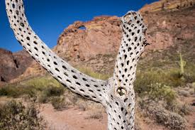 When we went back in 2006 none had survived. Organ Pipe Cactus National Monument A Precious Slice Of The Sonoran Desert