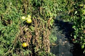 Image result for tomato seedling early blight