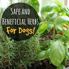 Safe And Beneficial Herbs For Dogs
