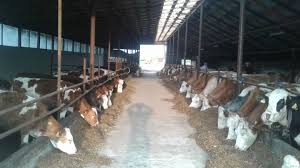 Vaci cu vitei de vanzare taurasi detalii la telefon 0724404391. Ferma De Vaci Din Schineni Baltata Germana Photos Facebook