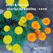 Bunga krisan (bibit bunga krisan) +pot. Ready Stock Pokok Bunga Marigold Oren Kuning Shopee Malaysia