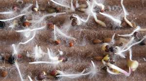 Below you will find a few different super soil recipes that i have used in the past. What Are Mycorrhizal Fungi What Does It Do Simplify Gardening