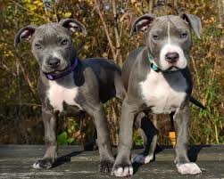We did not find results for: Hudson Pearl The Railroad Puppies
