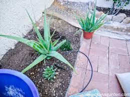 I water mine thoroughly and. Planting Aloe Vera In Containers And The Mix To Use