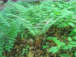 We did not find results for: Dryopteris Marginalis Evergreen Woodfern Leather Wood Fern Marginal Woodfern Marginal Wood Fern North Carolina Extension Gardener Plant Toolbox
