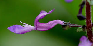 Image result for Equilabium petiolare