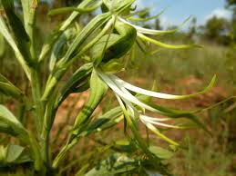 Image result for Bonatea antennifera