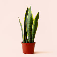 Image result for Uvaria laurentii