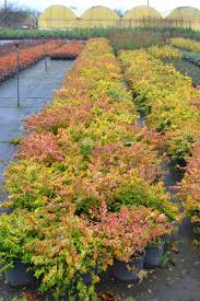 We did not find results for: Glossy Abelia Golden Leaf Abelia Grandiflora Kaleidoscope Caprifoliaceae Sms Marmara Group