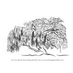 How to draw a willow tree. Learn How To Draw A Willow Tree Trees Step By Step Drawing Tutorials