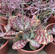 Cultivo Del Kalanchoe Atigrado Comenzando A Florecer Kalanchoe Humilis Plantas Suculentas Cactus Y Suculentas Macetas Suculentas