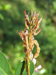 Image result for Grona barbata