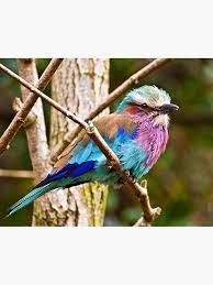 the beautiful lilac breasted roller bird photographic print by shaun whiteman lilac breasted roller indian roller lilac